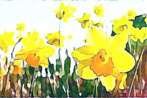 BeFunky_Spring_daffodils.jpg