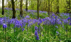 NC-Bluebells_at_the_campsite_in_West_Sussex-2-248x148_c
