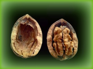 walnut-13984_