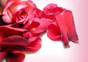 rose-petals-1180514__340