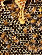 honey-bee-1.jpg