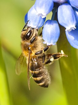honey-bee-23.jpg